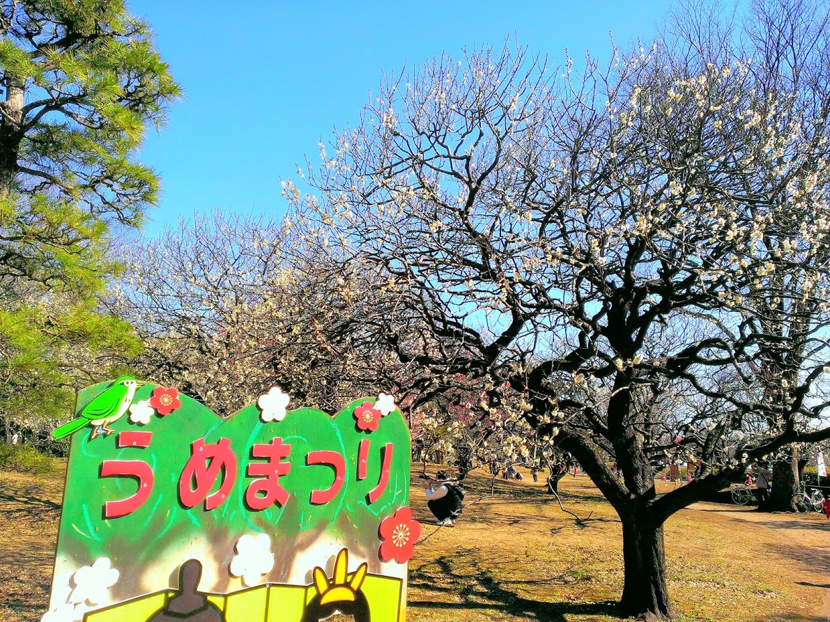 小金井公園　梅まつり